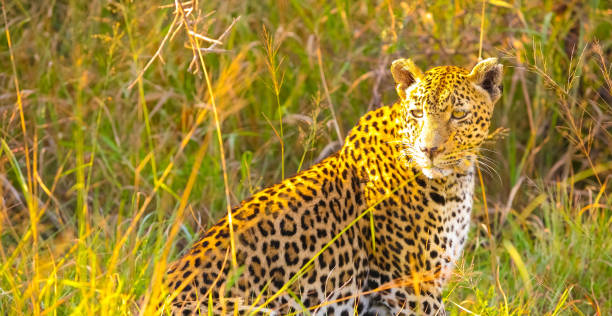 istock Close up of an African Leopard 1085537180