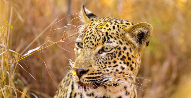 istock Close up of an African Leopard 1085537606