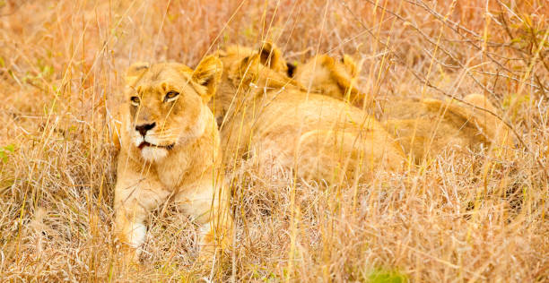 istock African Lion in a South African game reserve 1085538900