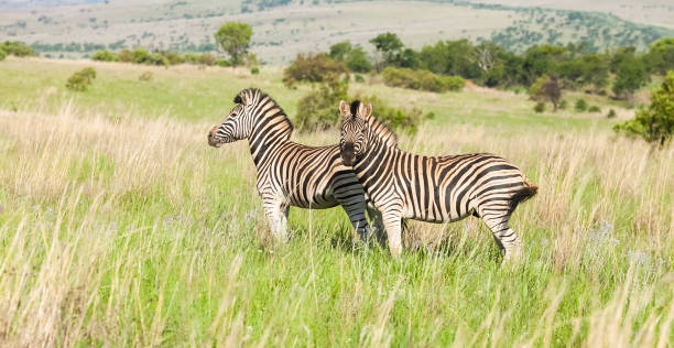 istock African Zebras on the savanna 1085539046