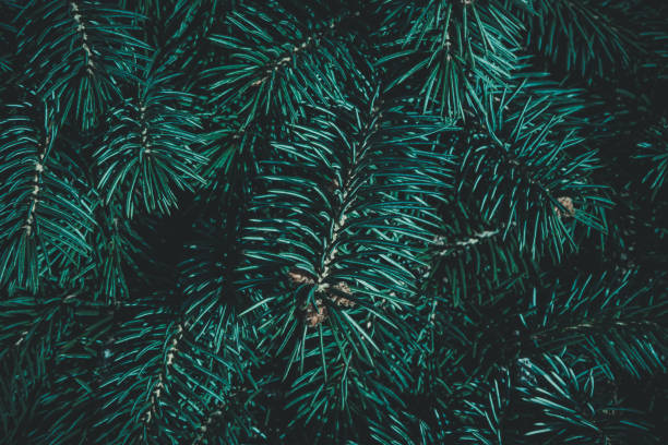 istock Christmas background. Green fir tree. 1085547950