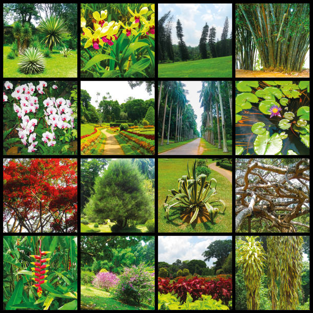 Royal Botanical garden Peradeniya at Sri Lanka. Collage
