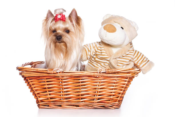 istock yorkshire terrier with bows in a basket and a soft toy (isolated on white) 1085553152