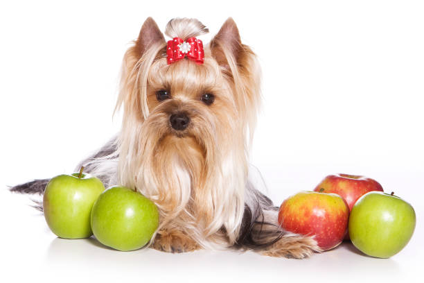 istock yorkshire terrier with bows and apples (isolated on white) 1085553338
