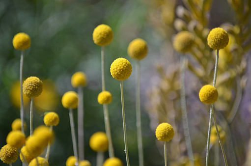 An autumn bouquet of yellow chrysanthemums on a sunny day.