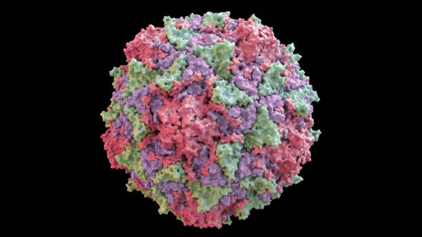 istock 3D CG rendered image of scientifically accurate Polio Virus Capsid Structure based on PDB : 2PLV (surface style) 1085561464