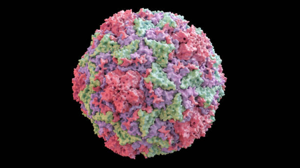 3D CG rendered image of scientifically accurate Human Rhino Virus (common cold virus) Capsid Structure based on PDB : 4RHV (surface style)