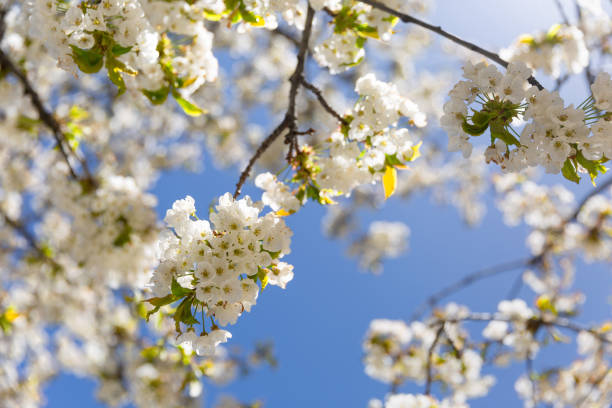 istock The branches of a blossoming tree. Cherry tree in white flowers. Blurring background. 1085565050