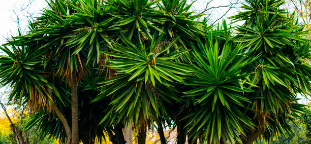 istock palm leaves green and yellow on a natural background 1085569794