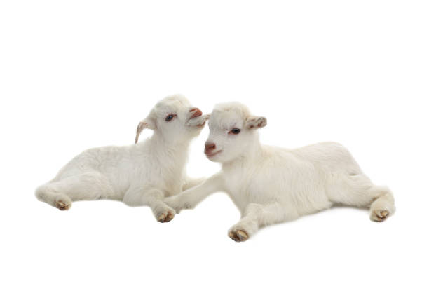 Baby goat sitting with her mother near Pune, Maharashtra, India.