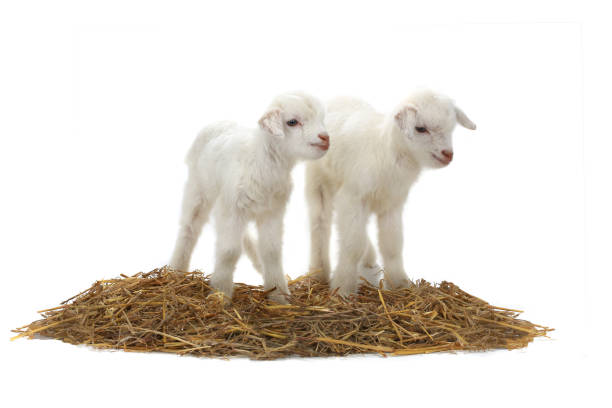 two goat kids isolated on a white background, studio shot