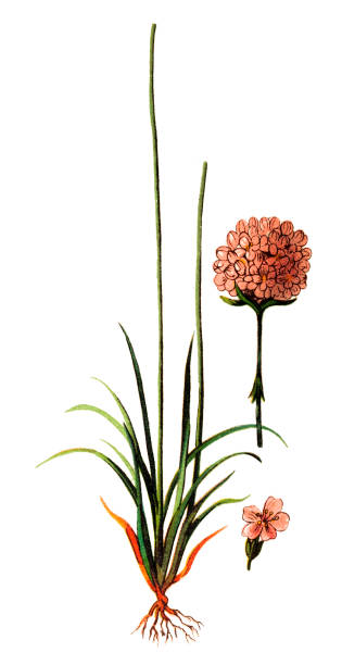Armeria maritima, commonly known as thrift, sea thrift or sea pink Illustration of a Armeria maritima, commonly known as thrift, sea thrift or sea pink sea thrift illustrations stock illustrations