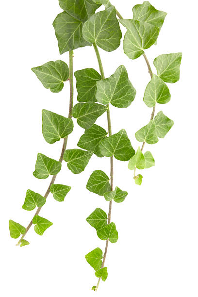 istock english ivy isolated 108557317