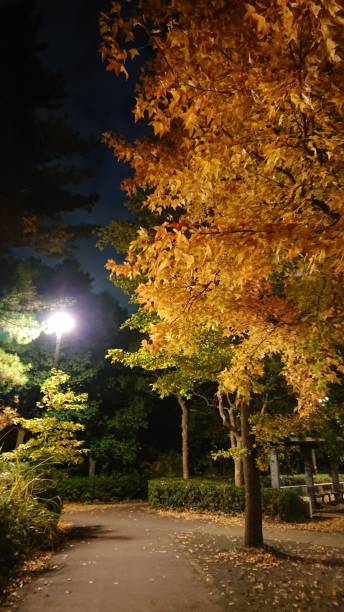 istock Bright leaves in the dark 1085573216