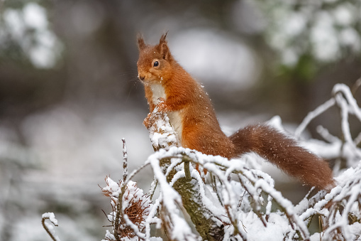 Red squirrel perched in snow covered woodland, Northumberland, England