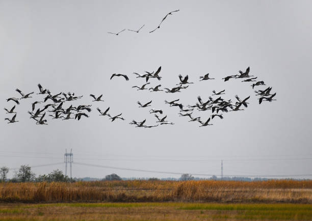 istock crawling of cranes 1085575818