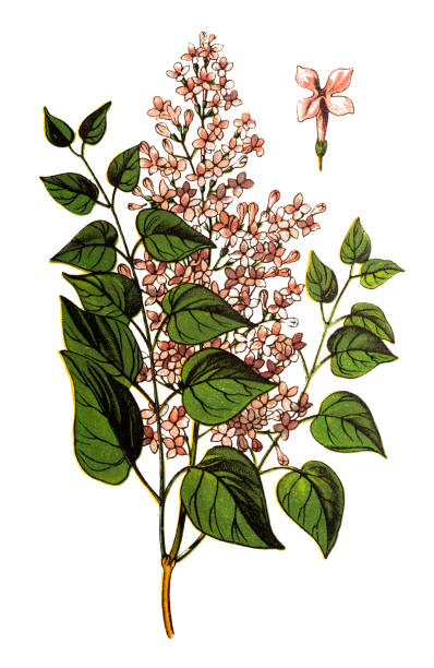 syringa vulgaris (lila veya ortak leylak) - mor leylak stock illustrations