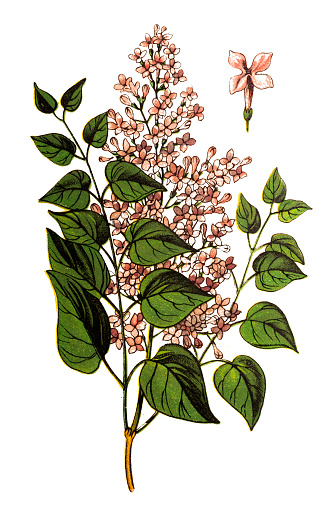 Illustration of a Syringa vulgaris (lilac or common lilac)