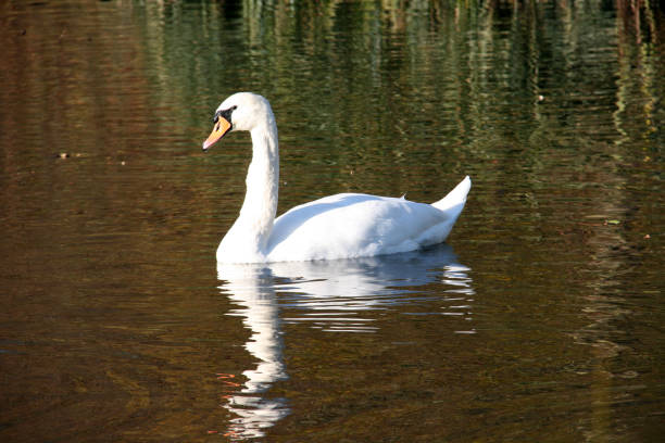 istock The swan and its reflection in the water 1085581656