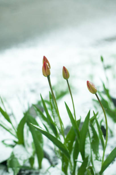 Close up view of red tulip flower with raindrops isolated on background. Gorgeous backgrounds of nature.