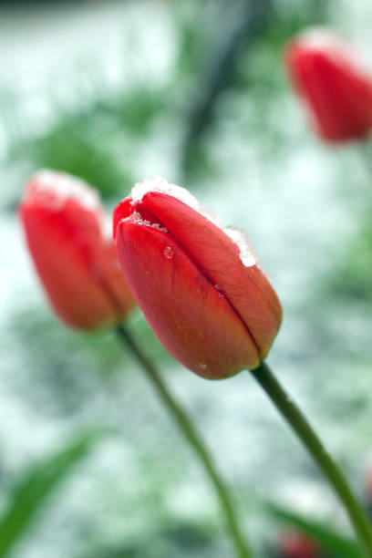 Frozen spring first blossom flower, floral vintage winter background, macro image. Blooming flowers under a snow in spring