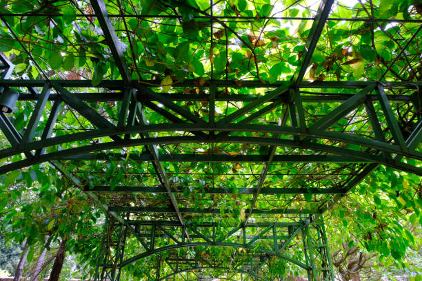 istock Arch of tree in the garden 1085588356