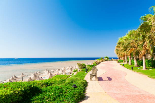 istock Egypt. Red sea day. Beach and palms 1085592616