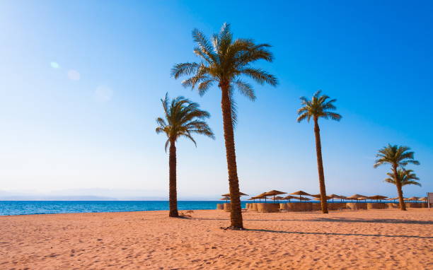 Egypt. Red sea day. Beach and palms Beautiful amazing nature background. Tropical blue water. Red sea. Beach and palms. Holiday resort. Fresh  freedom. Adventure day. Luxury paradise. Inspiring wilderness. taba stock pictures, royalty-free photos & images