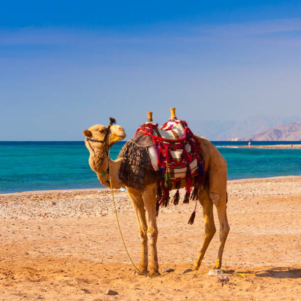 Egypt. Red sea day. Camel Beautiful amazing nature background. Tropical blue water. Red sea. Holiday resort. Camel animal. Fresh  freedom. Adventure day. Luxury paradise. Inspiring wilderness. taba stock pictures, royalty-free photos & images