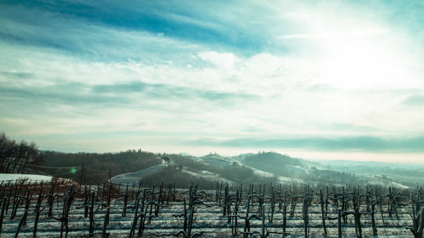 istock snowy morning in the vineyard 1085592978