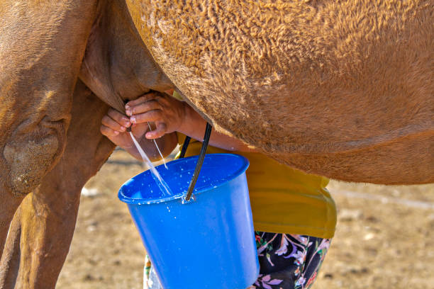 Mongolian woman milking the cow