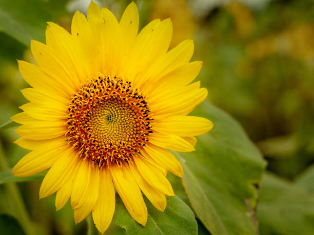 istock Bright Sunflowers in the garden with blurry background 1085598070