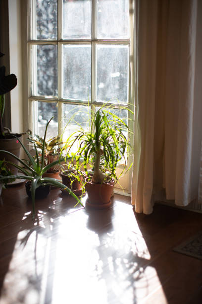 istock Indoor House Plant 1085598746