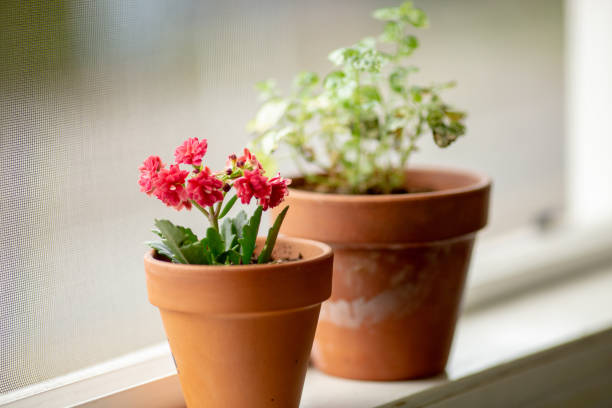 istock Indoor House Plant 1085599638