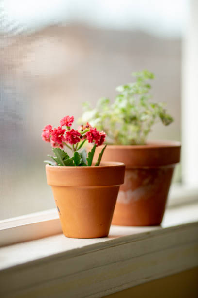 Indoor House plant in the clean and modern apartment space.
