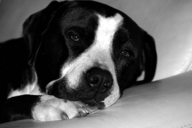 istock Dog lies relaxed on the sofa 1085600026