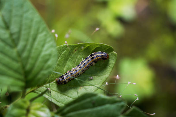 istock Single caterpillar on green leaves 1085600160