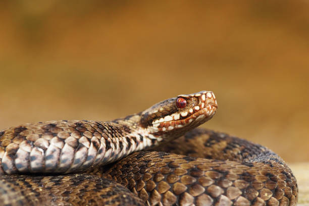 istock female common european adder closeup 1085600490
