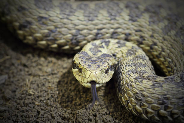 istock closeup of female meadow viper ready to attack 1085600536