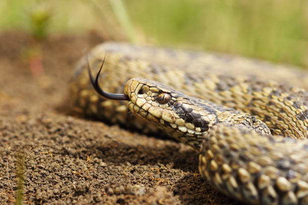 istock beautiful meadow adder close up of head 1085600590