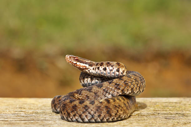 istock common european adder basking on wooden board 1085600666