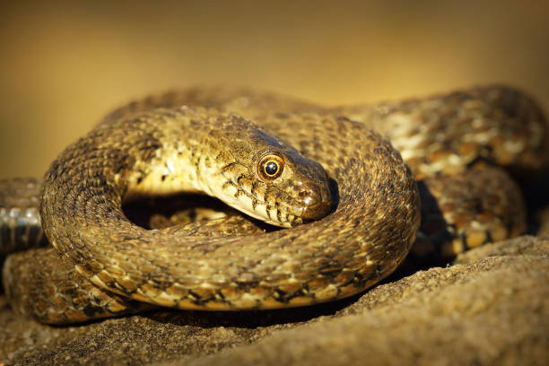 istock dice snake showing thanatosis on a rock 1085600746