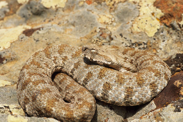 istock Milos viper, full length wild animal 1085600976