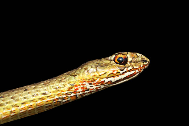istock portrait of beautiful snake over dark background 1085600978