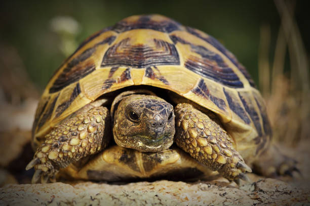 portrait of hermann turtoise stock photo