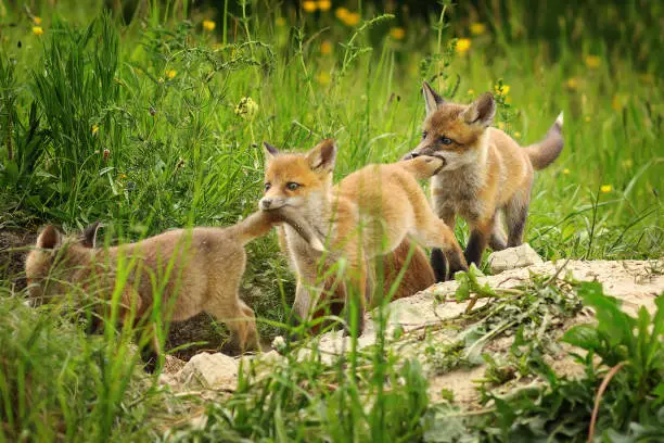 playful red fox cubs ( Vulpes vulpes ); young animals near the den, playing while vixen is out to hunt
