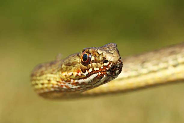 istock portrait of beautiful montpellier snake 1085601074