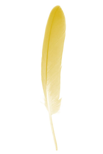 istock Beautiful Vibrant yellow feather isolated on white background 1085602740