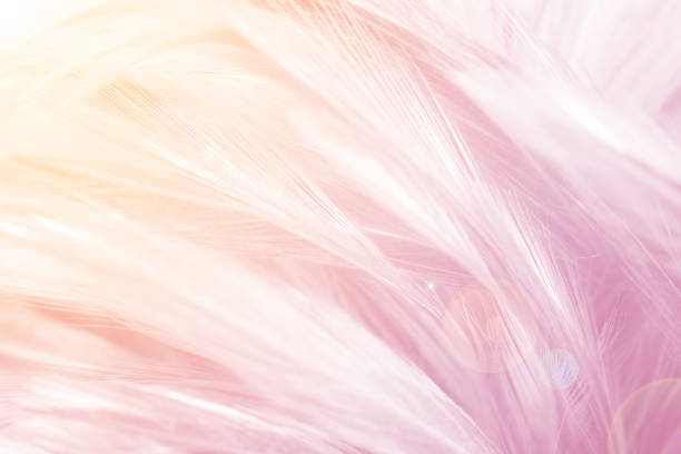 istock pink color trends feather texture background with orange light 1085602780