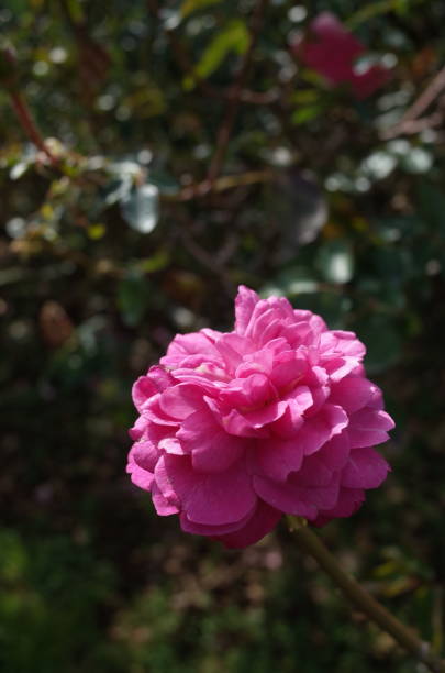 Rose "Yves Piaget" Light Pink stock photo